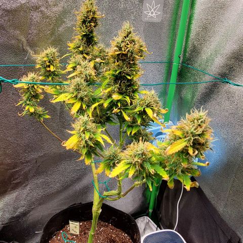 Bubbletwin Candy growlog timeline photo