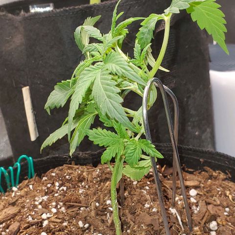Corkscrew growlog timeline photo
