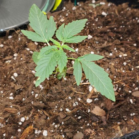 Bonnibel growlog timeline photo