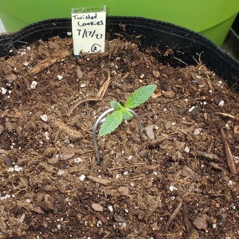 Eve growlog timeline photo