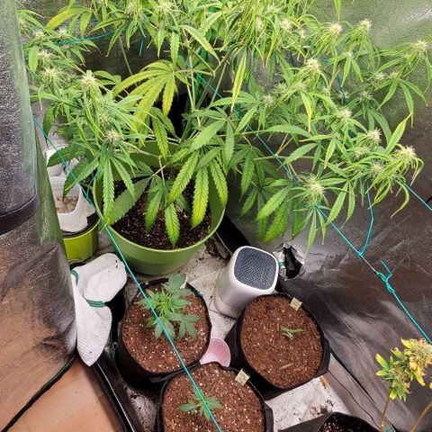 Starla growlog timeline photo