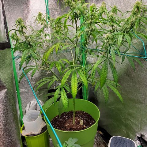 Starla growlog timeline photo