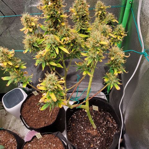 Bubbletwin Candy growlog timeline photo