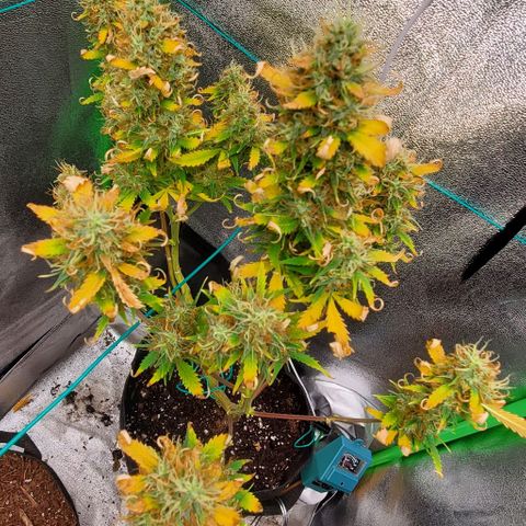 Bubbletwin Candy growlog timeline photo