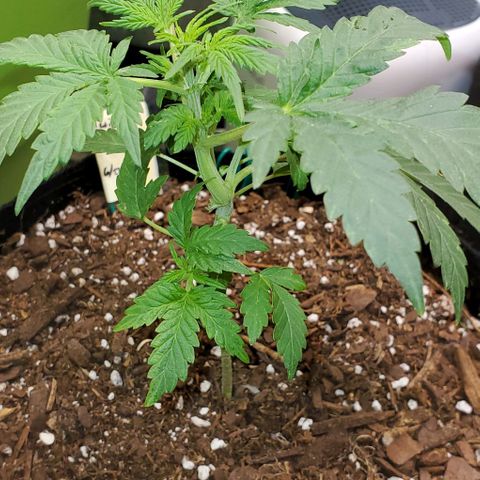 Corkscrew growlog timeline photo