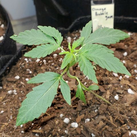 Bonnibel growlog timeline photo