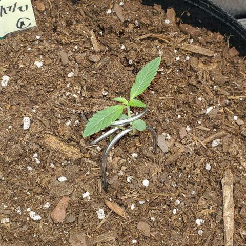 Eve growlog timeline photo