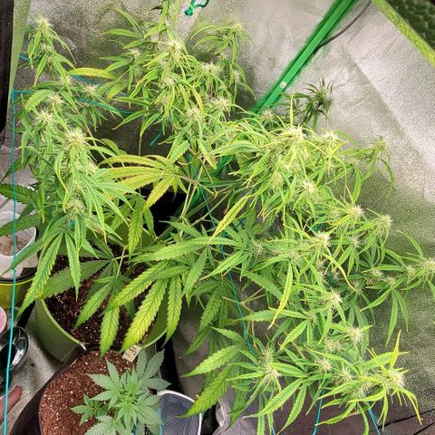 Starla growlog timeline photo