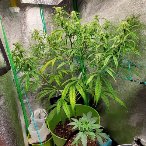 Starla growlog timeline photo