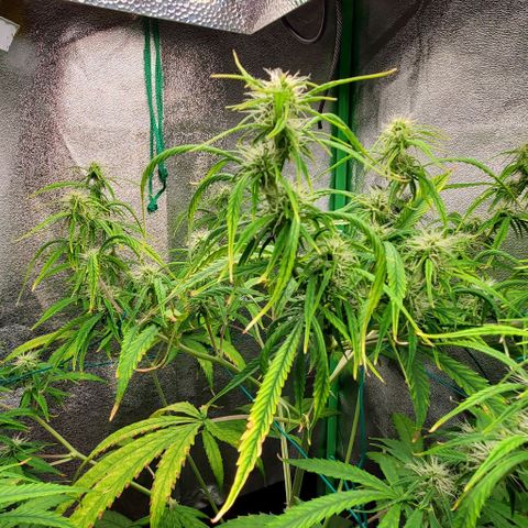 Starla growlog timeline photo