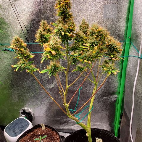 Bubbletwin Candy growlog timeline photo