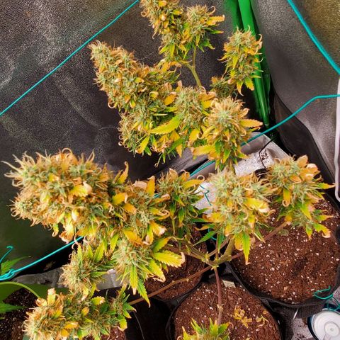 Bubbletwin Candy growlog timeline photo