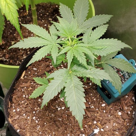 Corkscrew growlog timeline photo