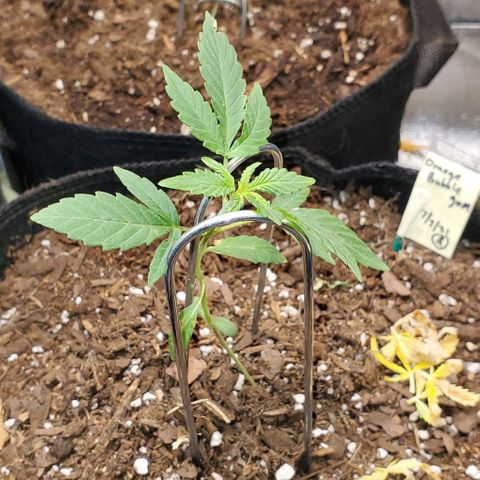Bonnibel growlog timeline photo