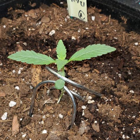 Eve growlog timeline photo