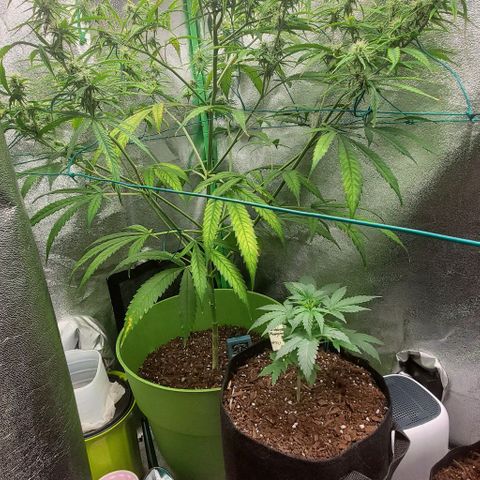 Starla growlog timeline photo
