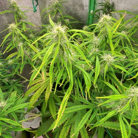 Starla growlog timeline photo