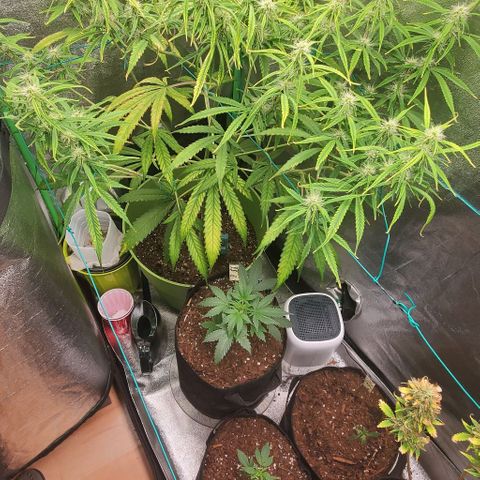 Starla growlog timeline photo