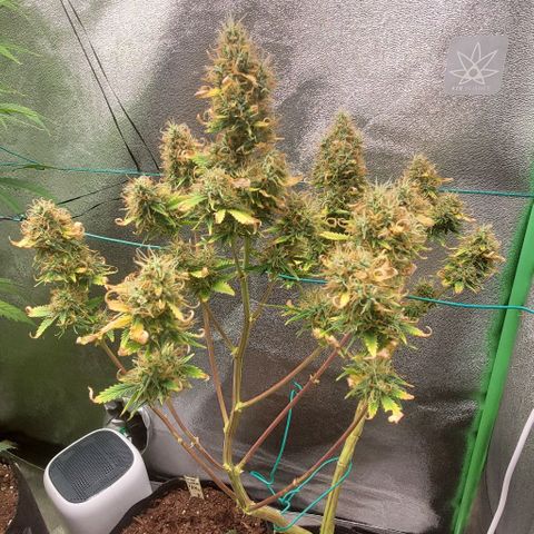 Bubbletwin Candy growlog timeline photo