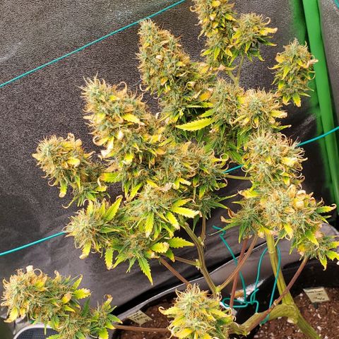 Bubbletwin Candy growlog timeline photo