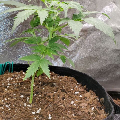 Corkscrew growlog timeline photo