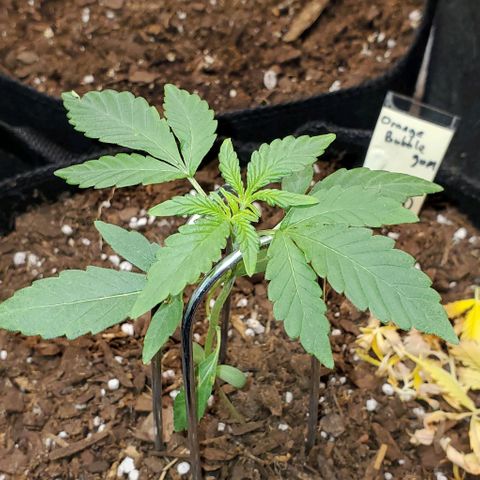 Bonnibel growlog timeline photo