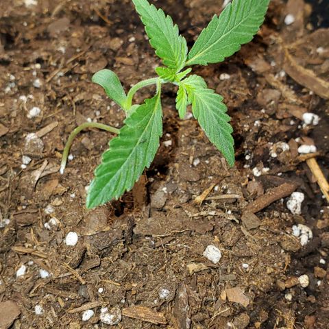 Eve growlog timeline photo