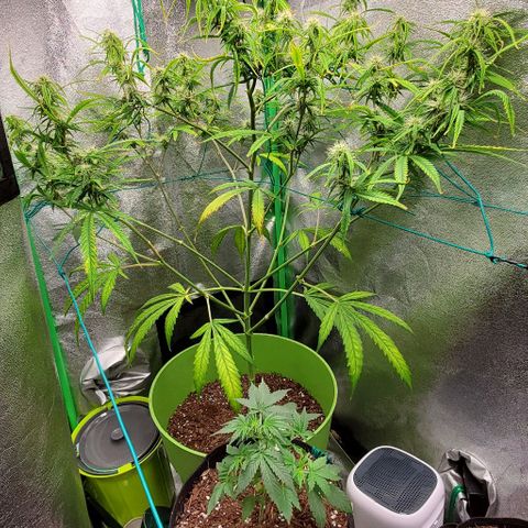 Starla growlog timeline photo