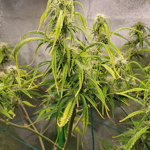 Starla growlog timeline photo