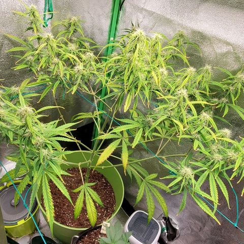 Starla growlog timeline photo