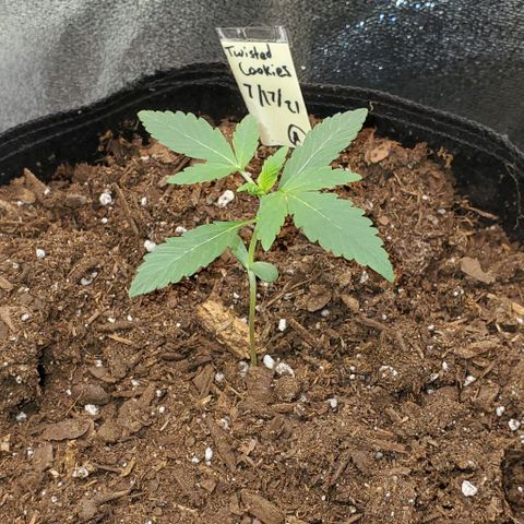 Eve growlog timeline photo