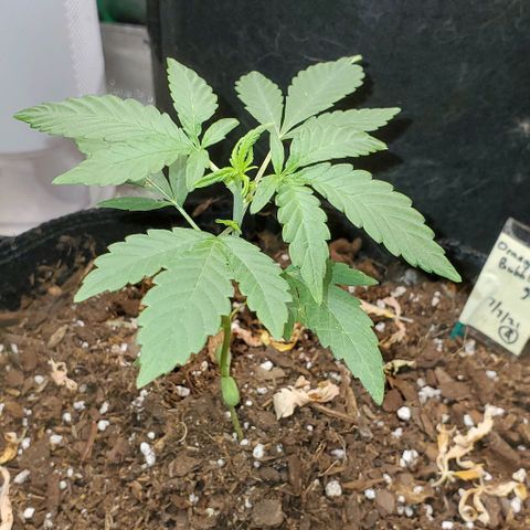 Bonnibel growlog timeline photo