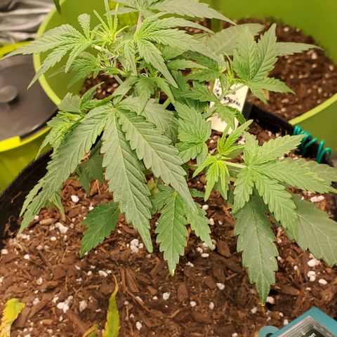 Corkscrew growlog timeline photo