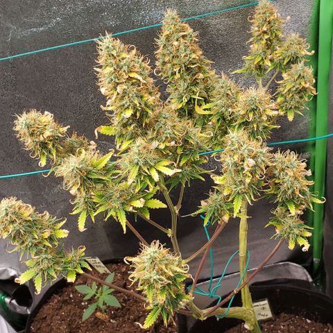 Bubbletwin Candy growlog timeline photo