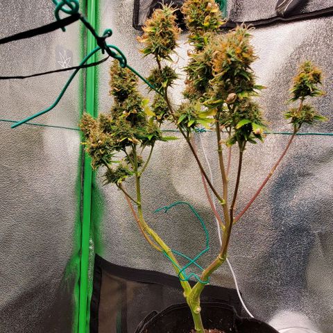 Bubbletwin Candy growlog timeline photo