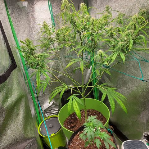 Starla growlog timeline photo