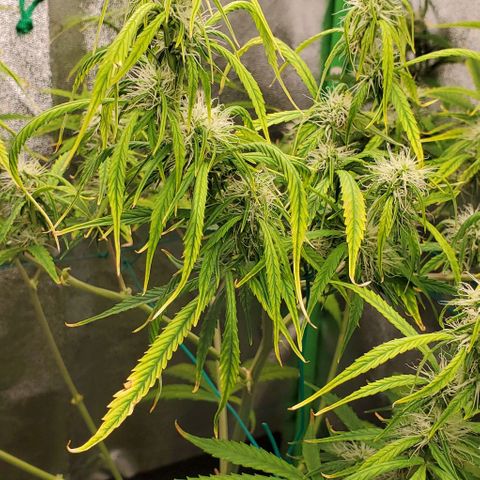 Starla growlog timeline photo