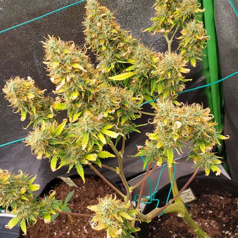 Bubbletwin Candy growlog timeline photo