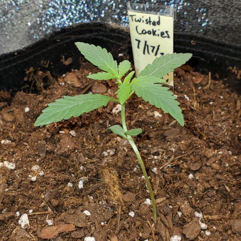 Eve growlog timeline photo