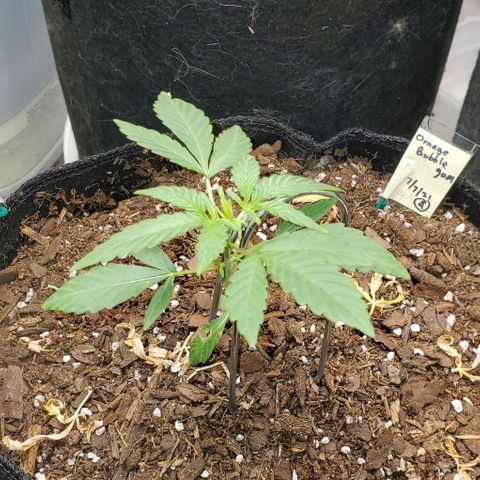 Bonnibel growlog timeline photo