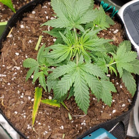 Corkscrew growlog timeline photo