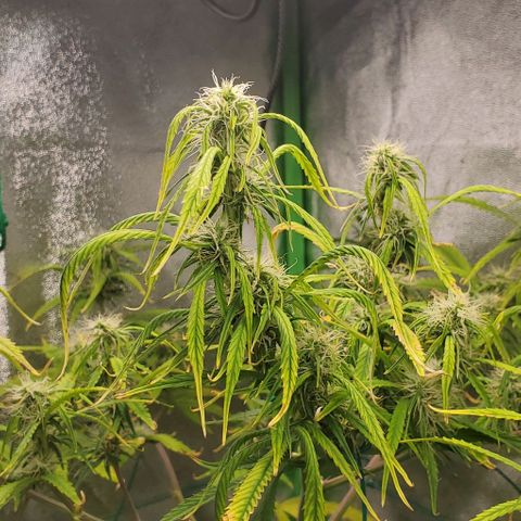 Starla growlog timeline photo
