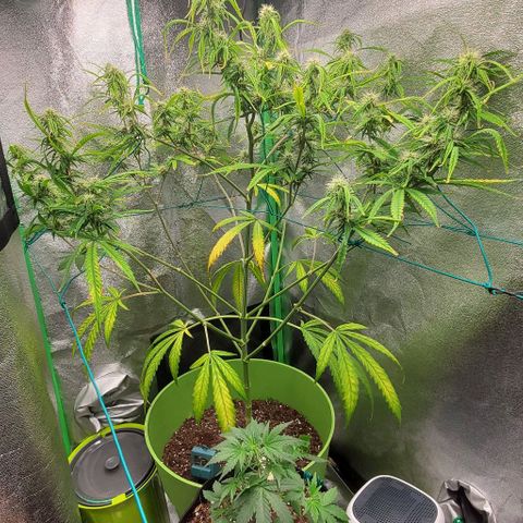 Starla growlog timeline photo