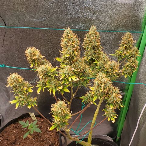 Bubbletwin Candy growlog timeline photo