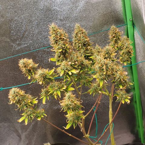 Bubbletwin Candy growlog timeline photo