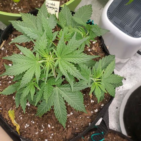 Corkscrew growlog timeline photo