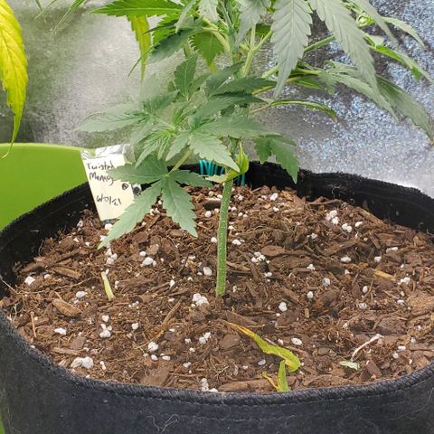 Corkscrew growlog timeline photo