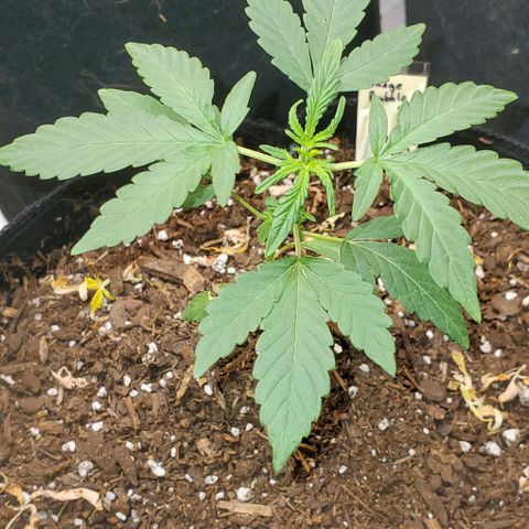 Bonnibel growlog timeline photo