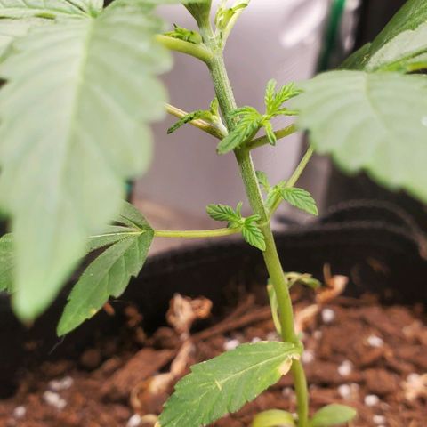 Bonnibel growlog timeline photo