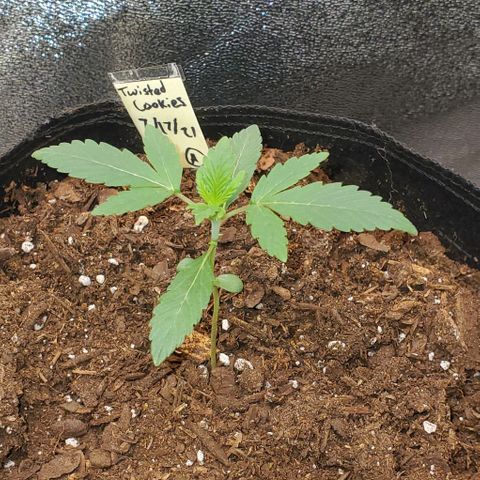 Eve growlog timeline photo
